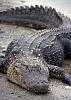     
: Florida_Alligator.jpg
: 310
:	99.0 
ID:	5762