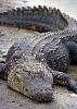     
: Florida_Alligator.jpg
: 311
:	99.0 
ID:	5762