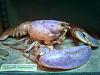     
: homard3.jpg
: 239
:	55.5 
ID:	570